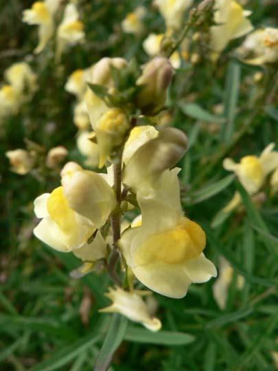 Antirrhinum latifolium